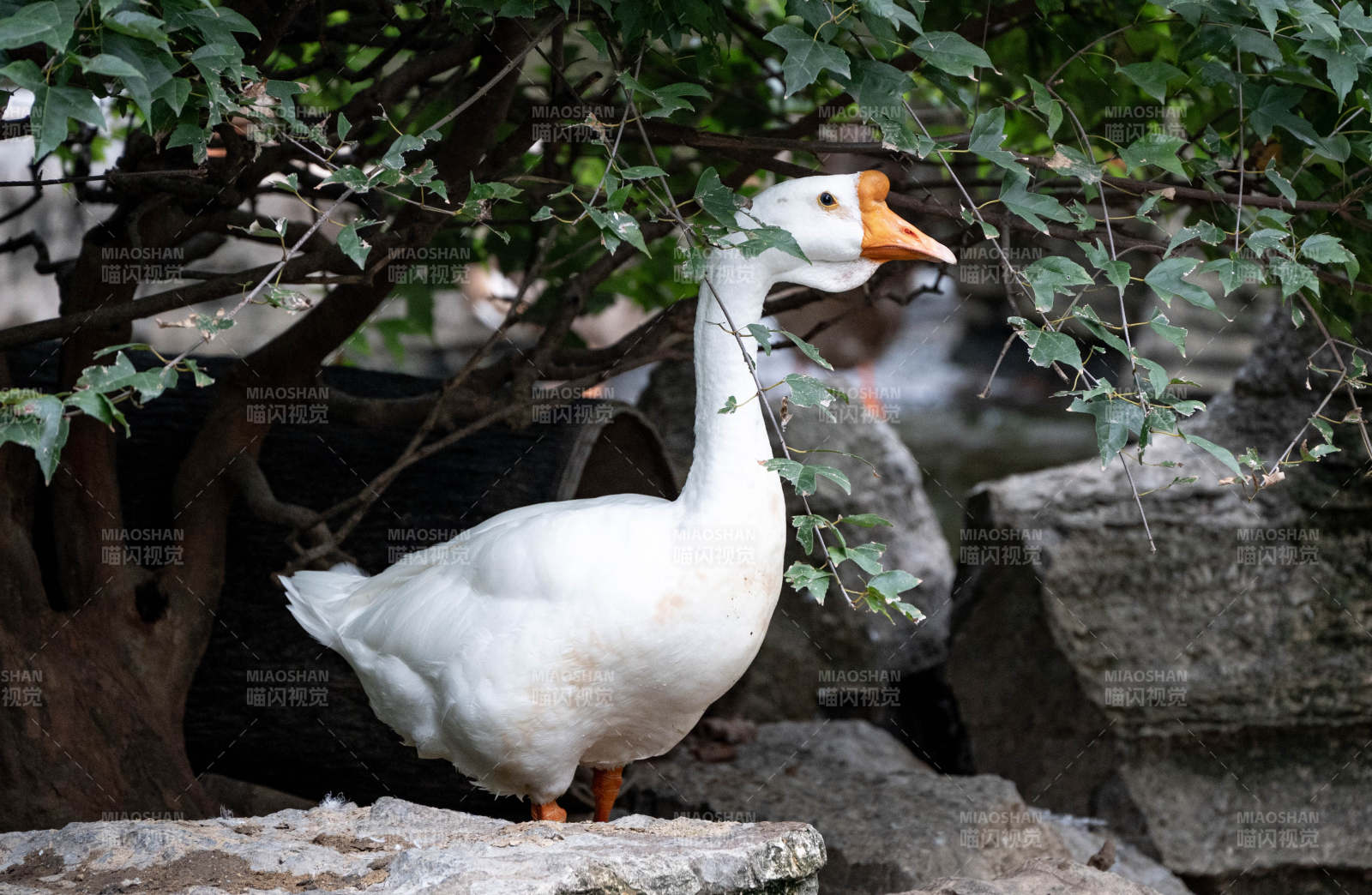 白鹅栖石绿荫中图片