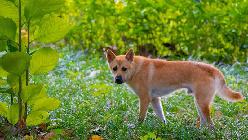 柴犬在草地上图片