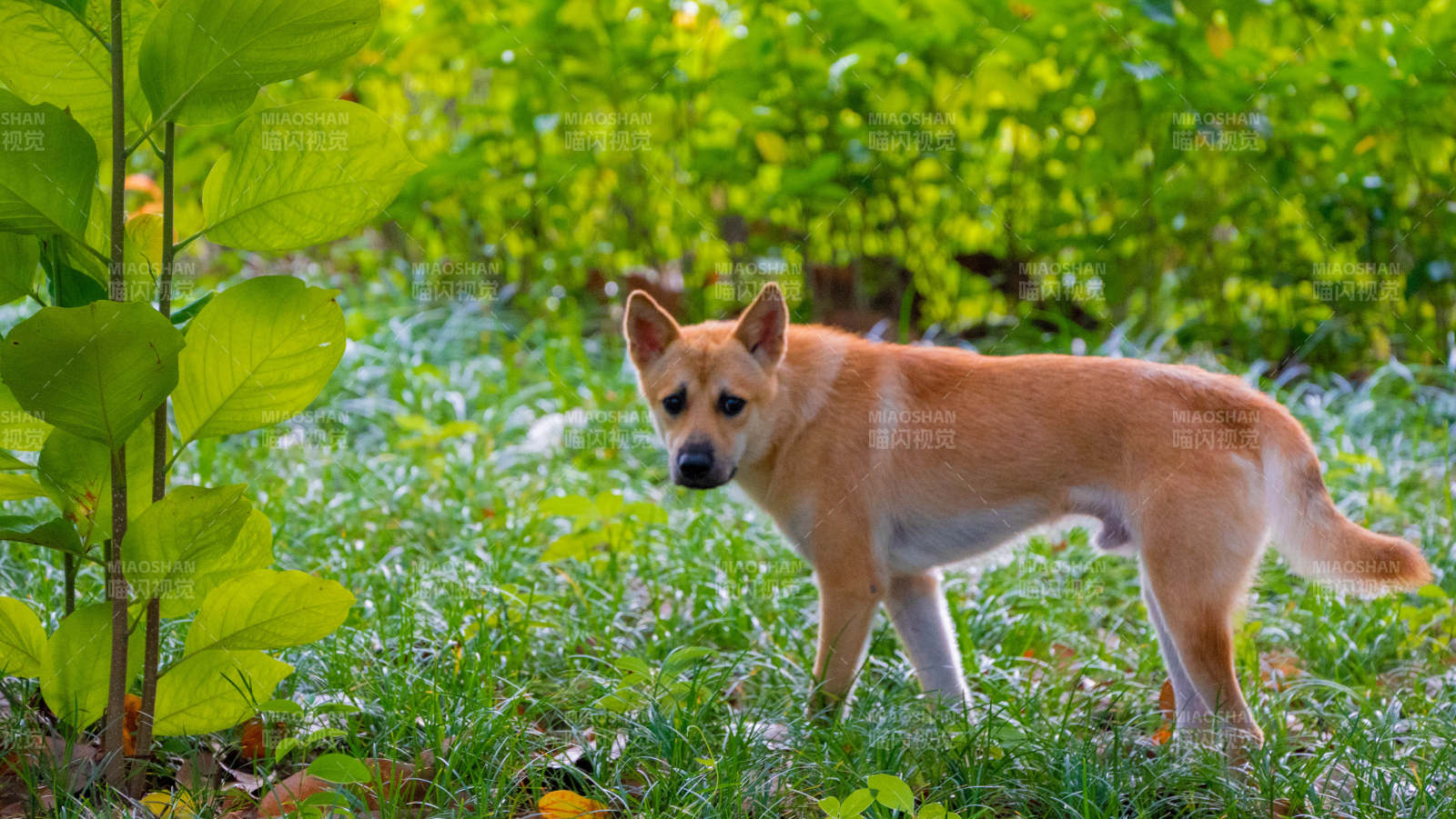 柴犬在草地上图片