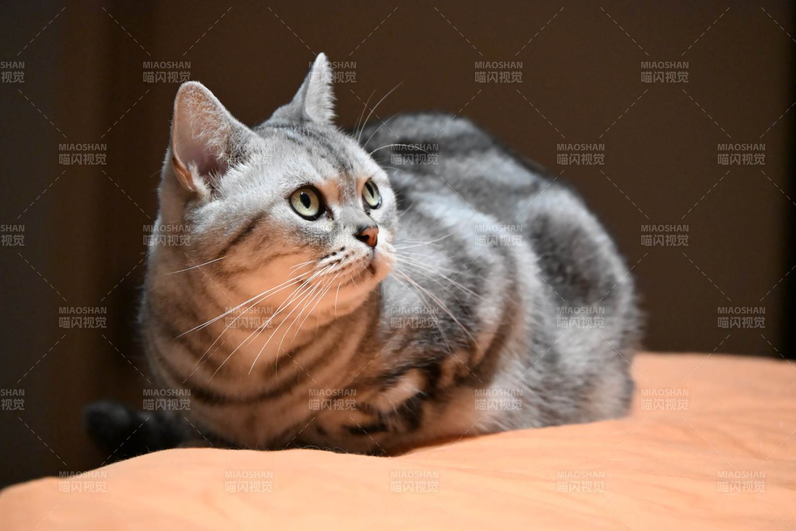 灰虎斑猫凝视远方图片