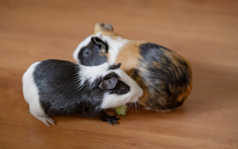 两只豚鼠亲密相伴图片