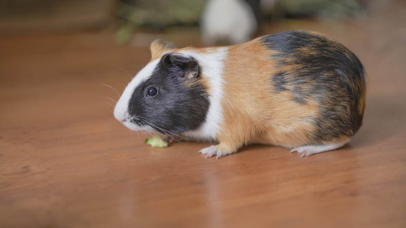 三色豚鼠啃食绿叶图片