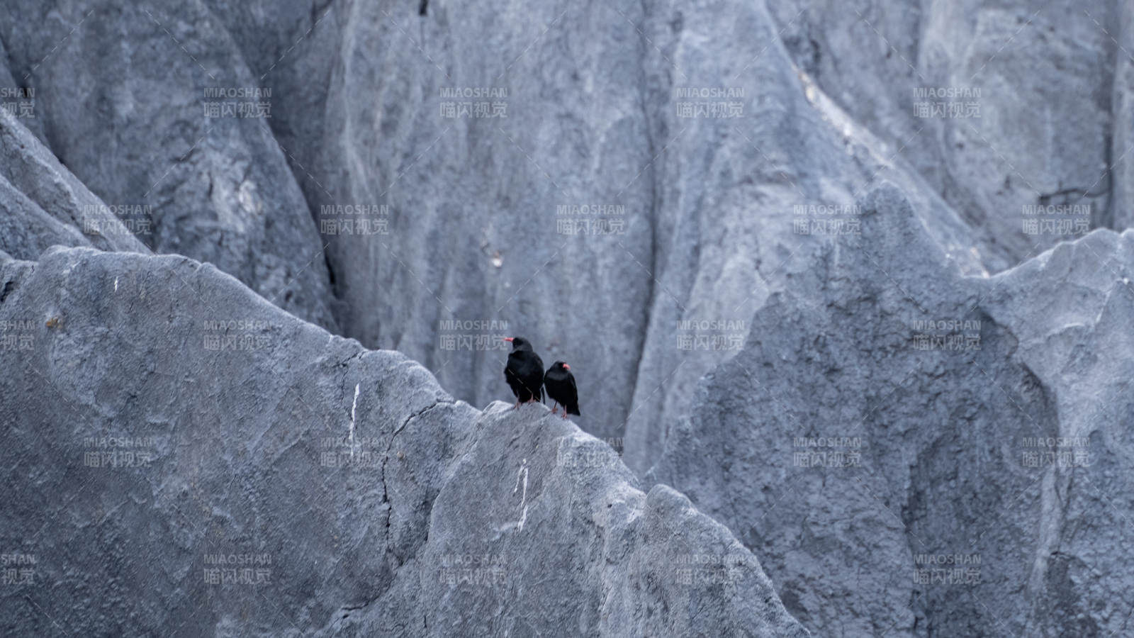 岩壁双鸟栖息图片