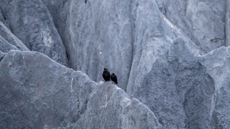 岩壁双鸟栖息图片