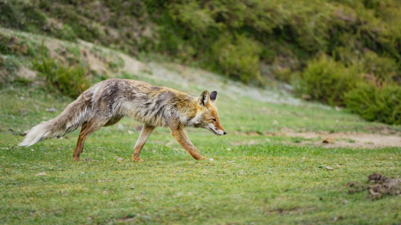 狐狸在草地上奔跑图片