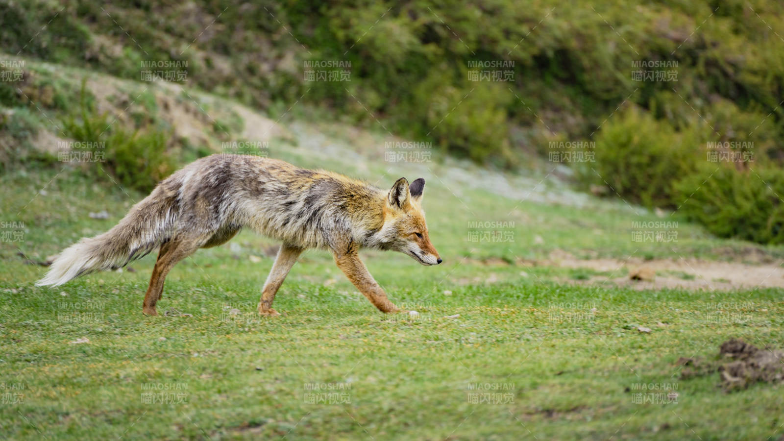 狐狸在草地上奔跑图片