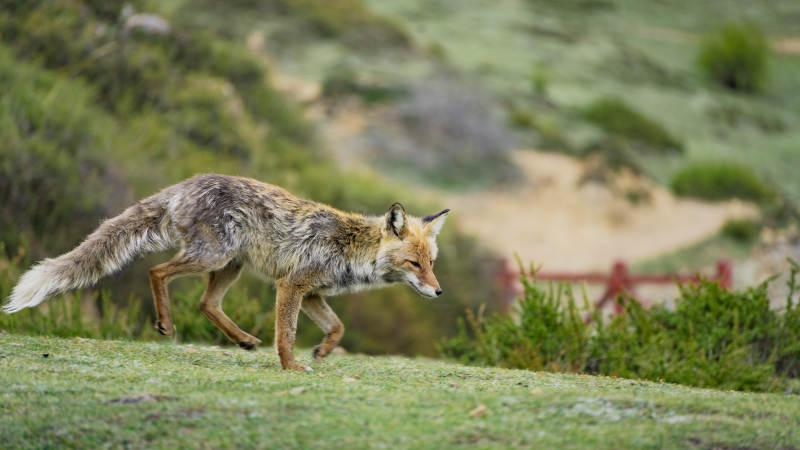 狐狸在草地上行走图片