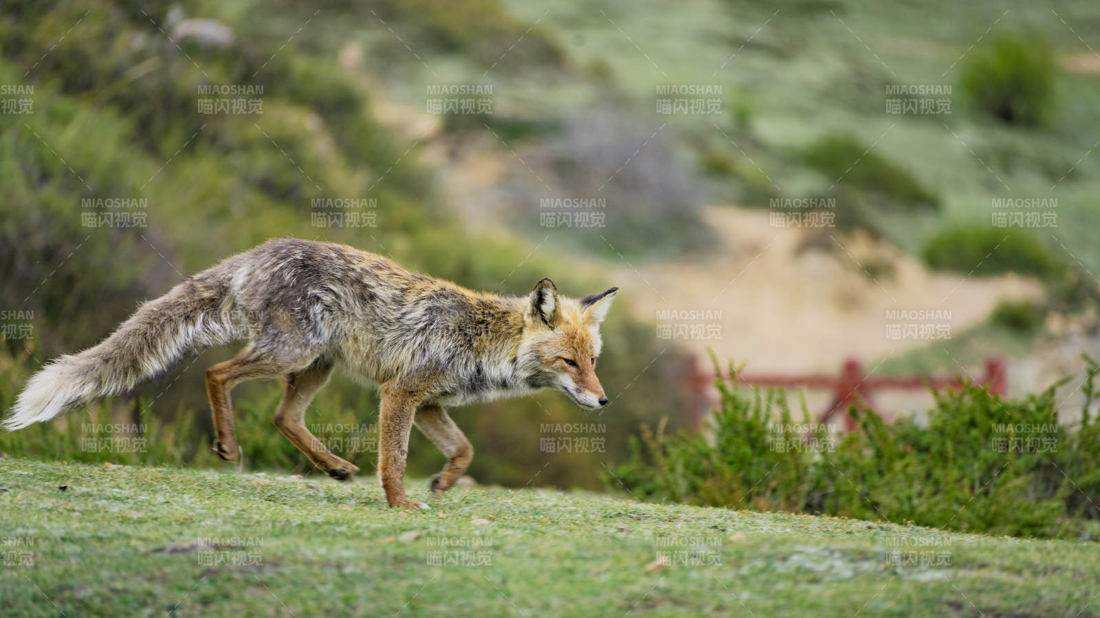 狐狸在草地上行走图片