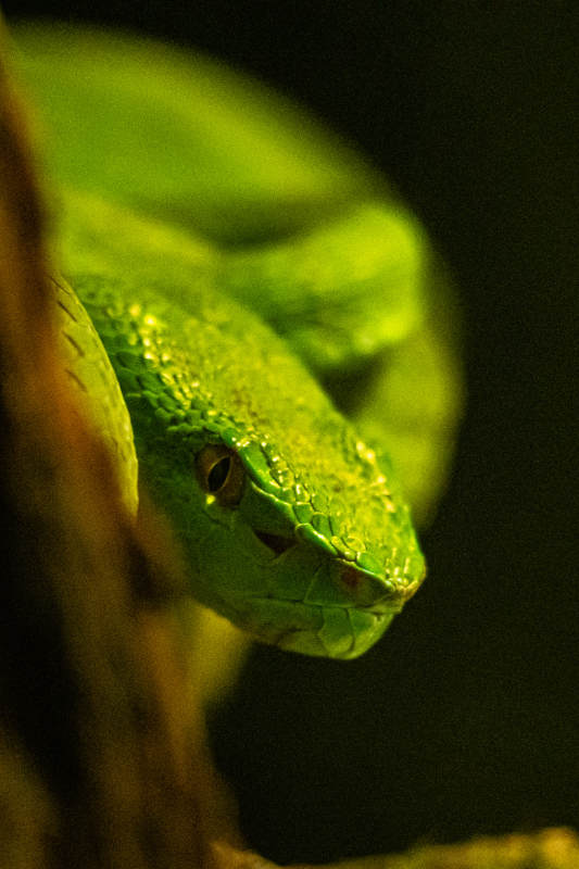 绿蛇静伏枝头图片