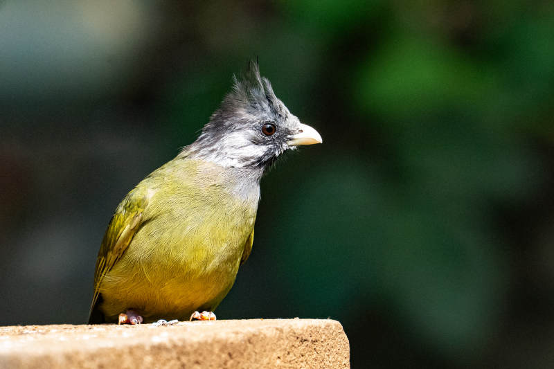 方尾鶲栖息石上图片