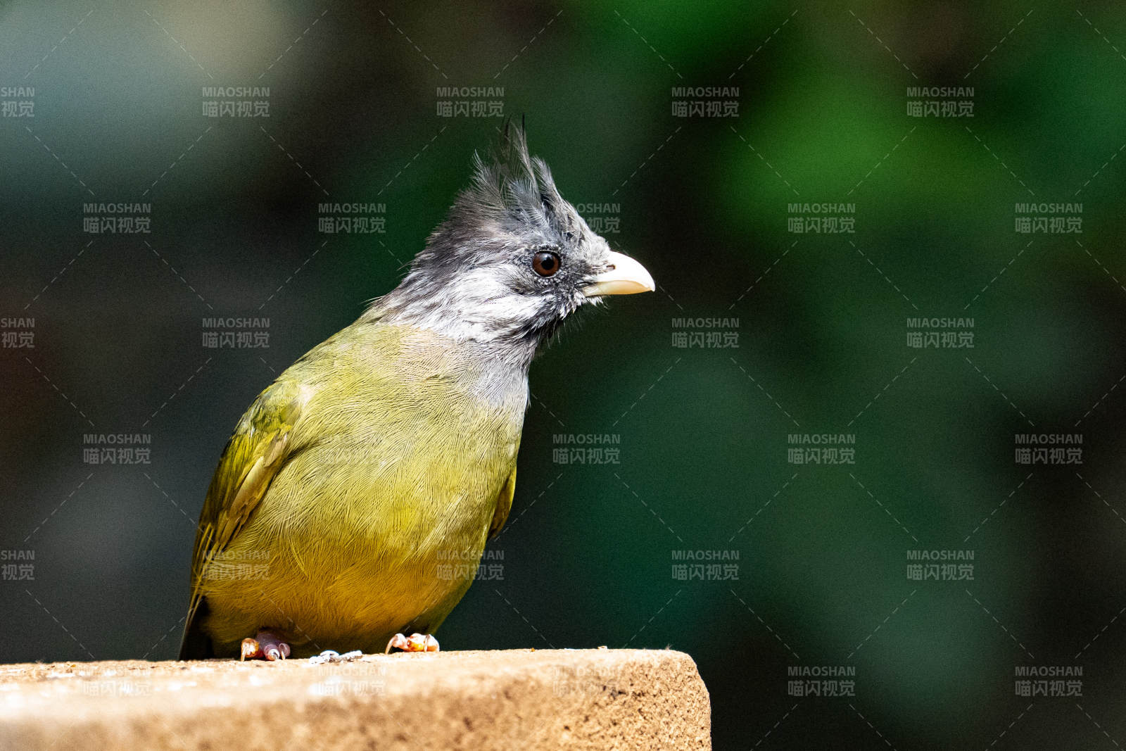 方尾鶲栖息石上图片