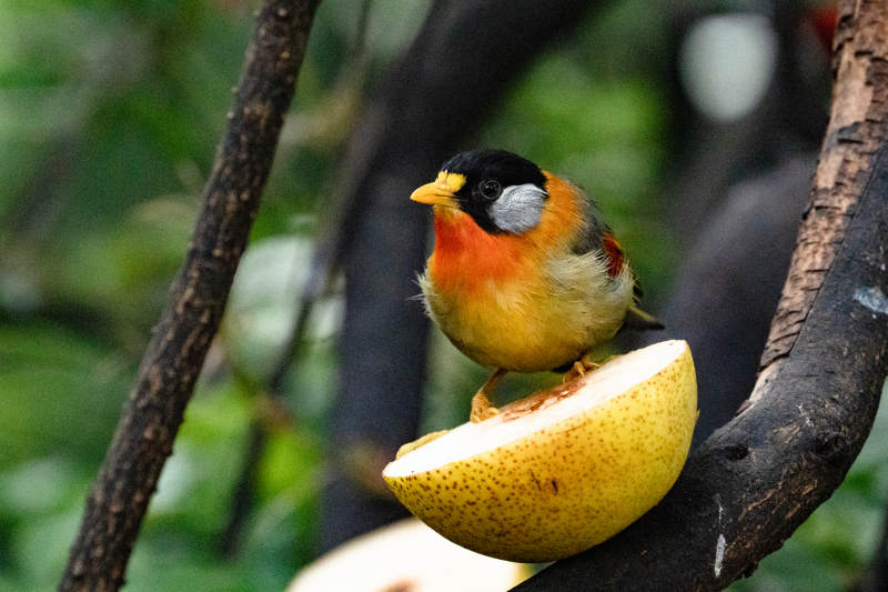 银耳相思鸟图片