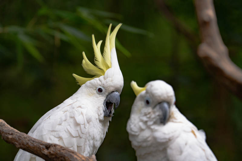 黄冠凤头鹦鹉图片