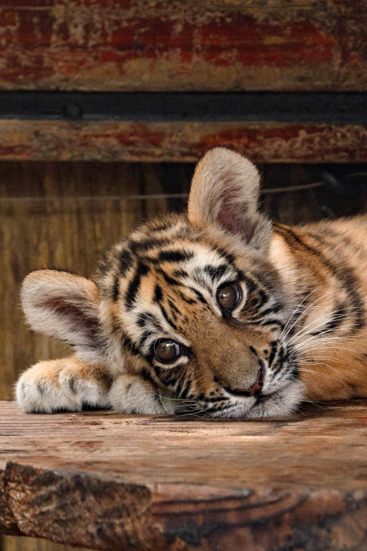 虎崽静卧木台图片