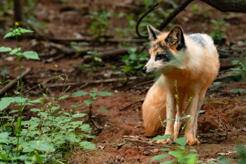林间狐狸静立图片
