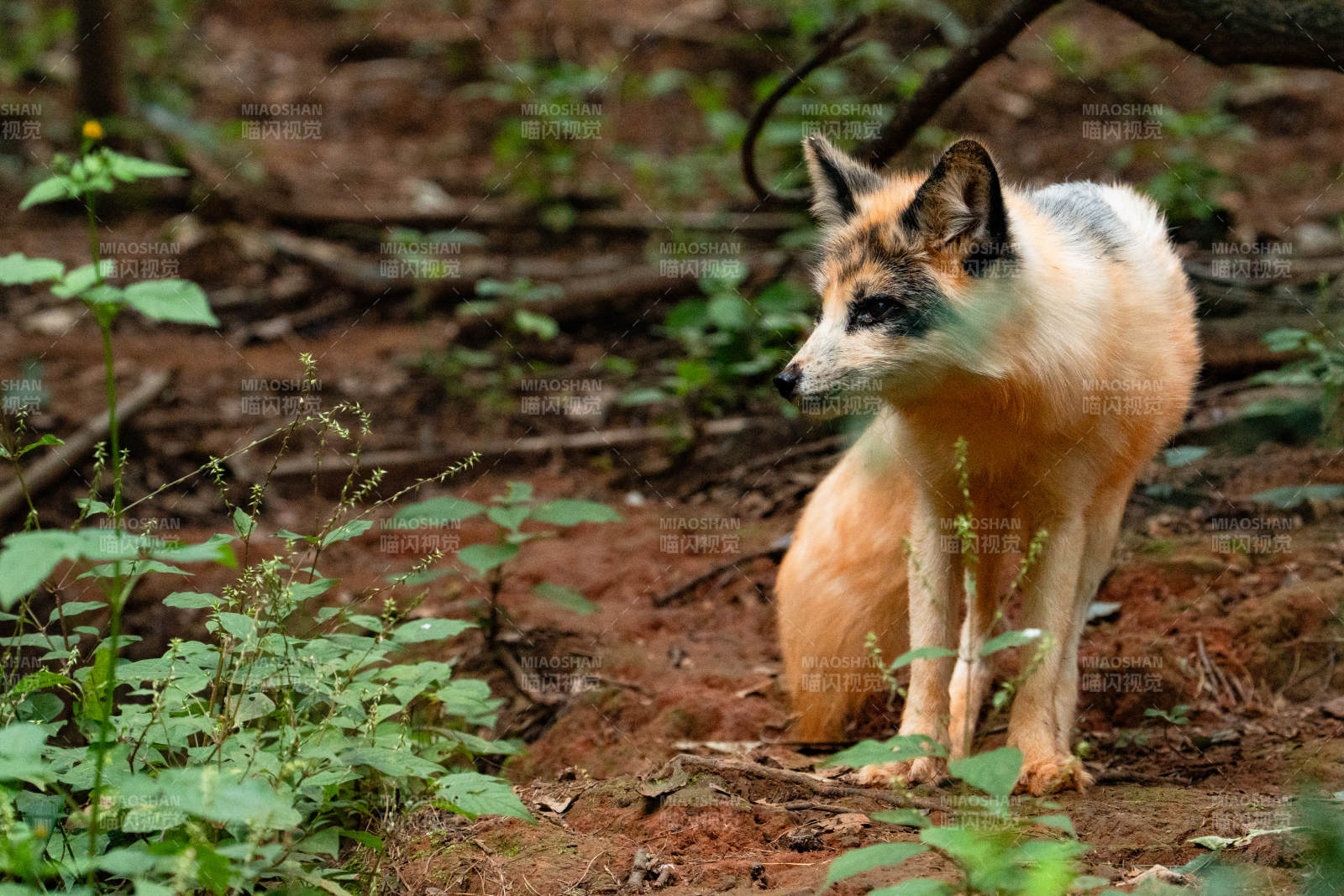 林间狐狸静立图片