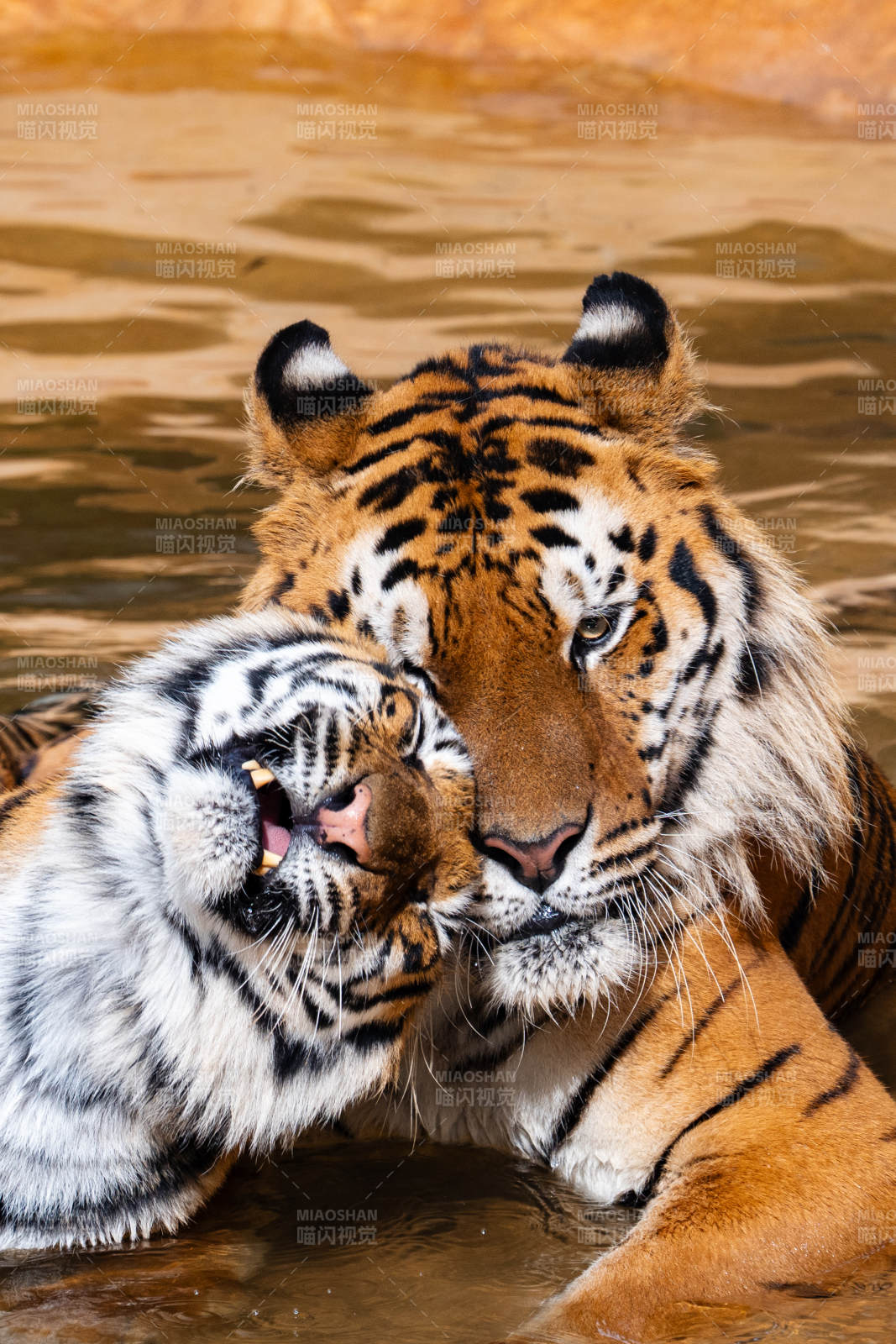 虎父与幼崽亲昵图片