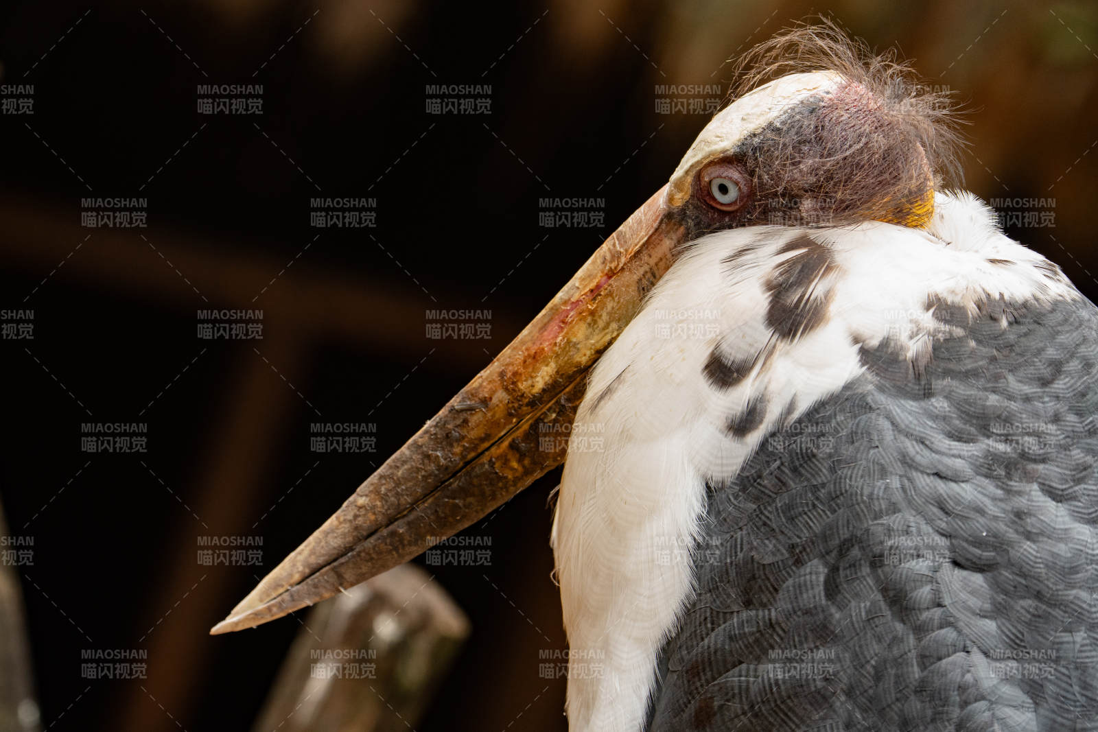 斑嘴鹳特写图片