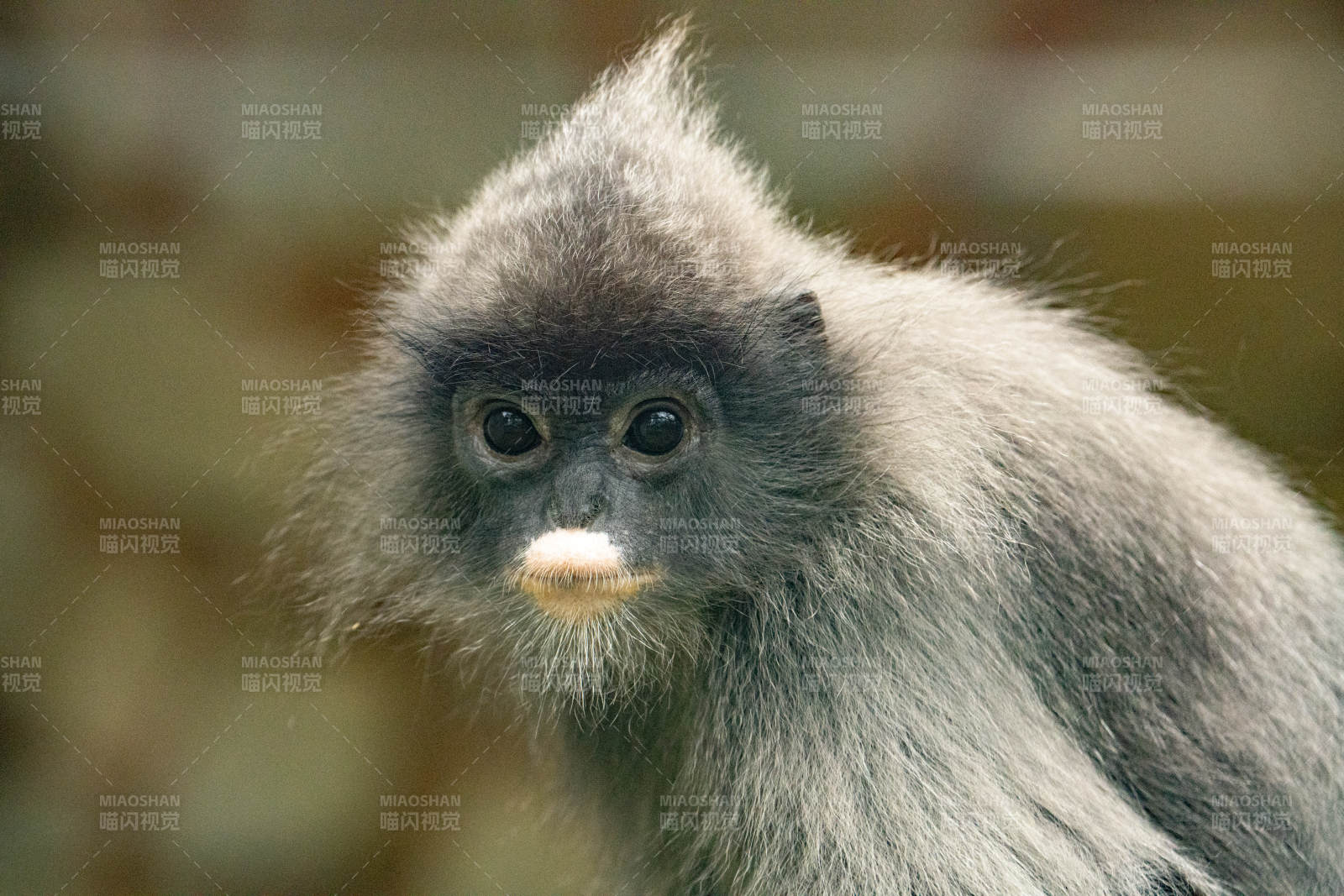 叶猴凝视图片