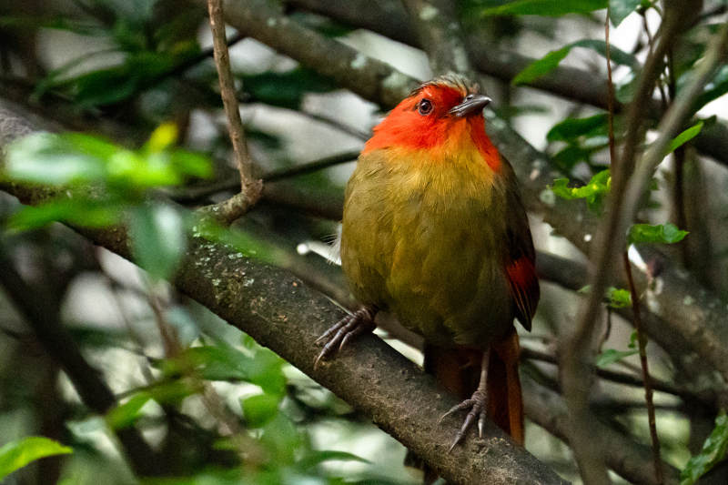 红翅薮鹛栖枝头图片