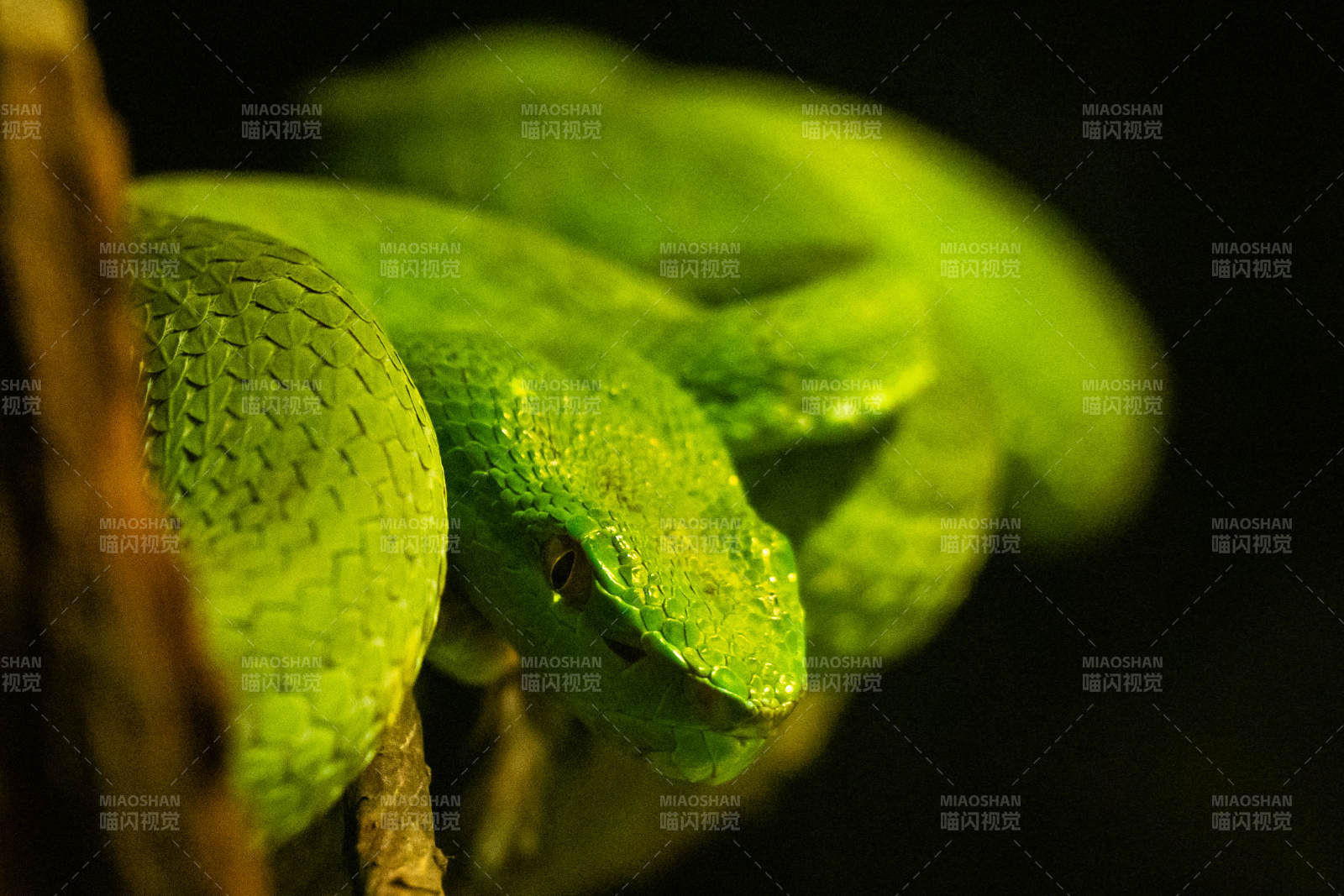 绿蛇盘踞树干图片