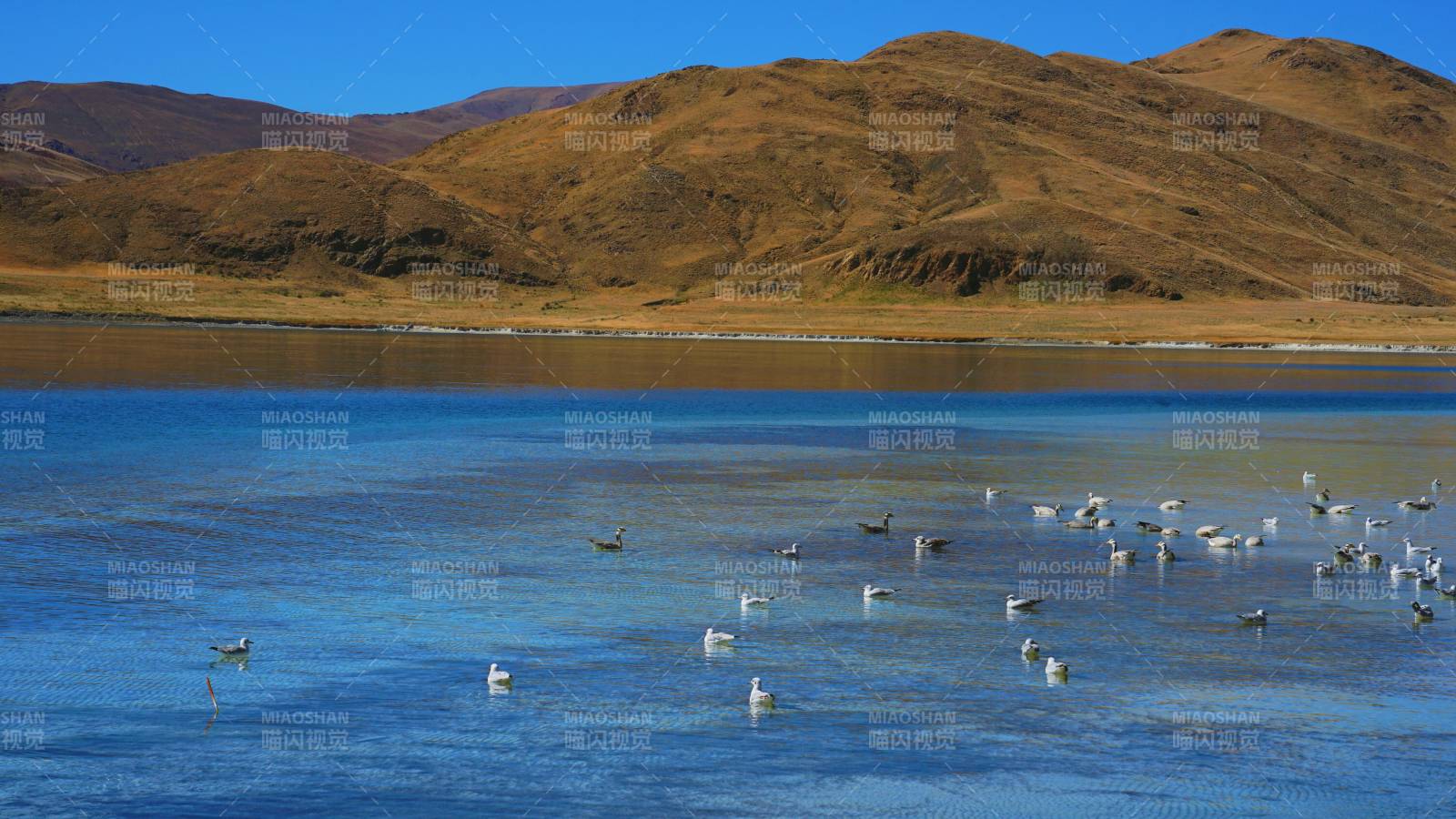羊卓雍措群鸟栖息图片