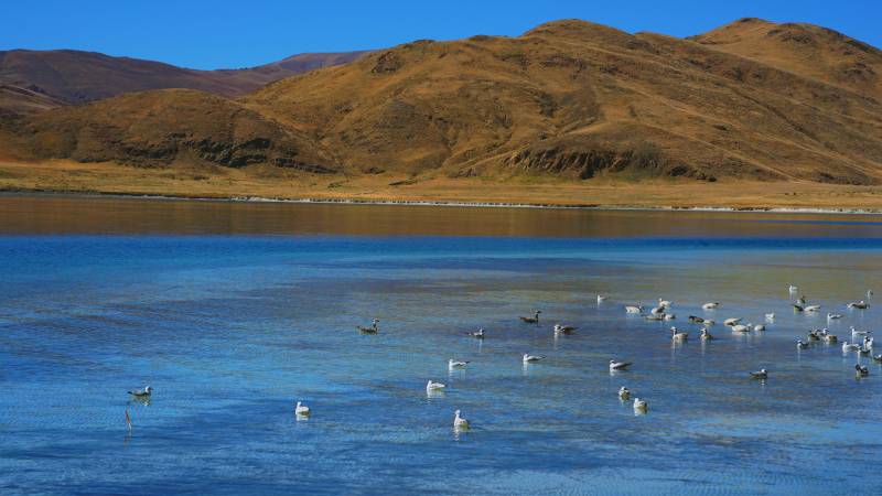 羊卓雍措群鸟栖息图片