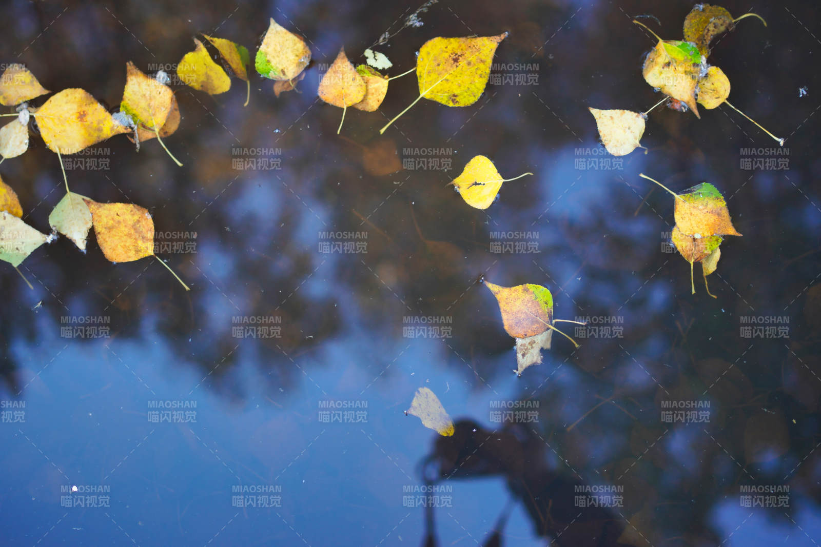 秋叶浮水映天光图片