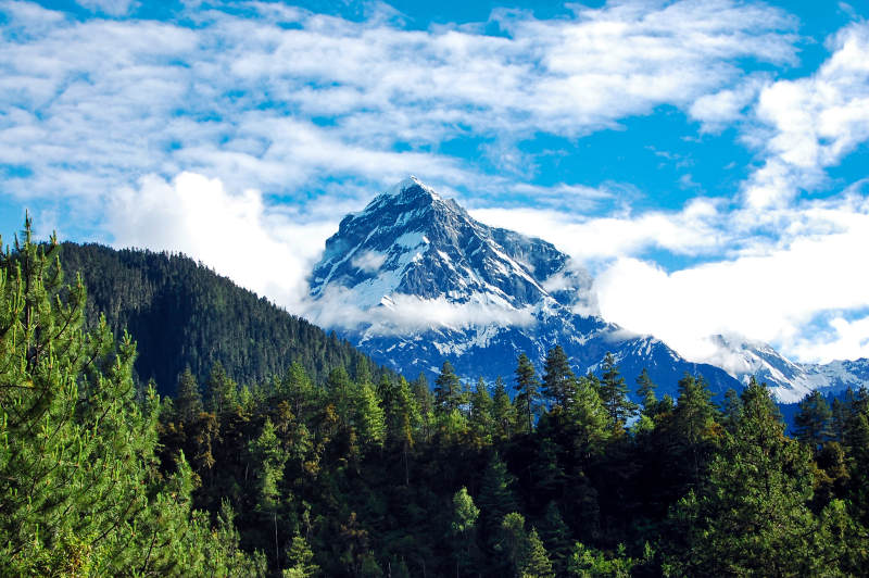 云南白马雪山云海松林图片