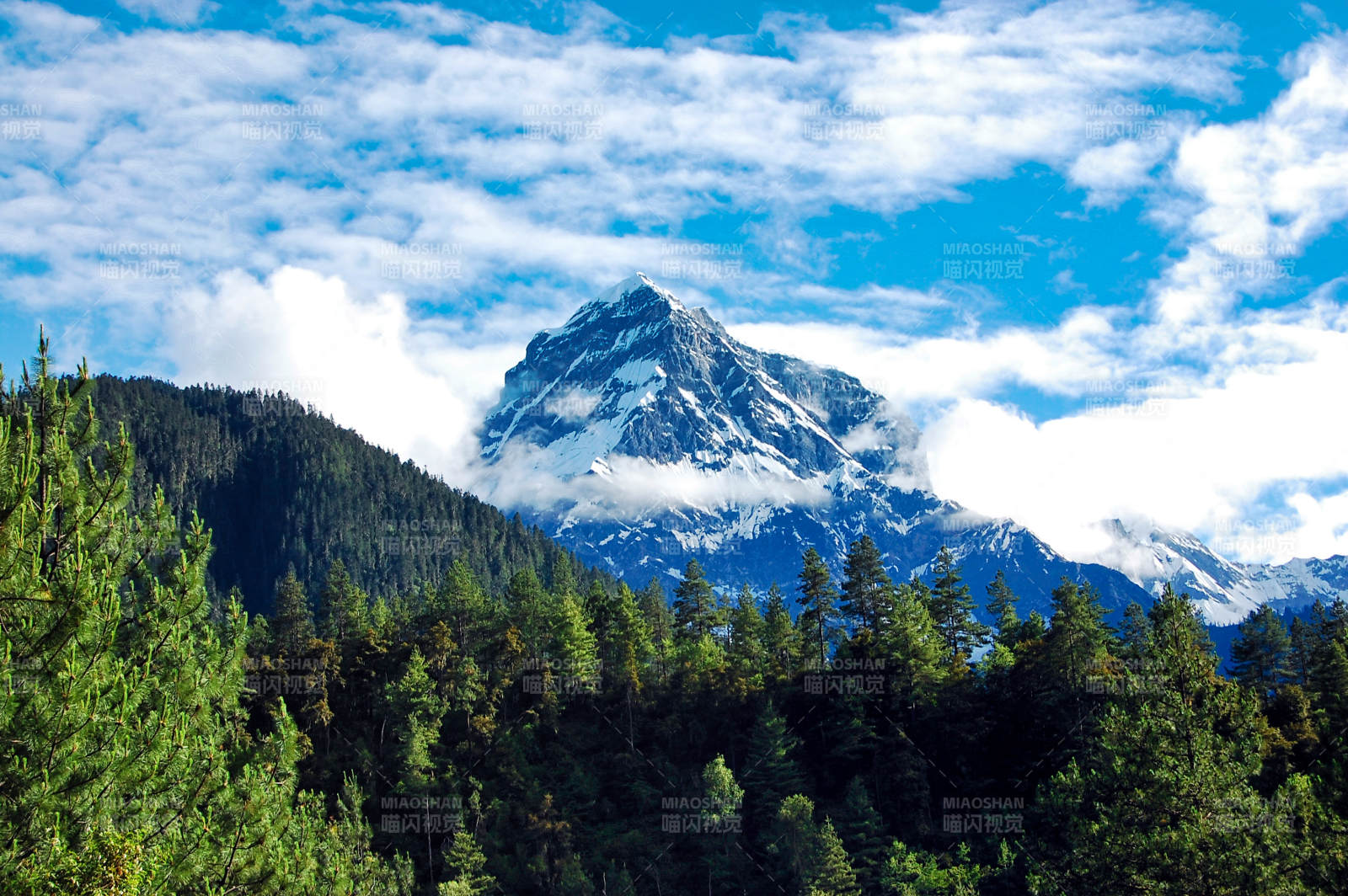 云南白马雪山云海松林图片