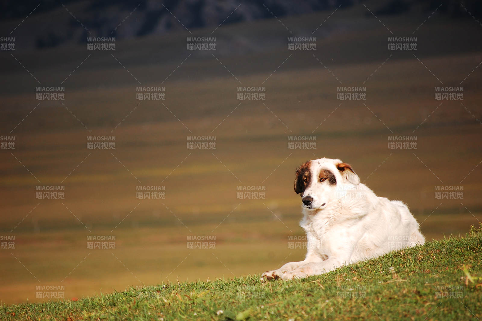 草原上的白狗图片