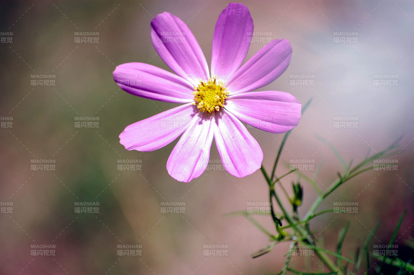 格桑花绽放图片