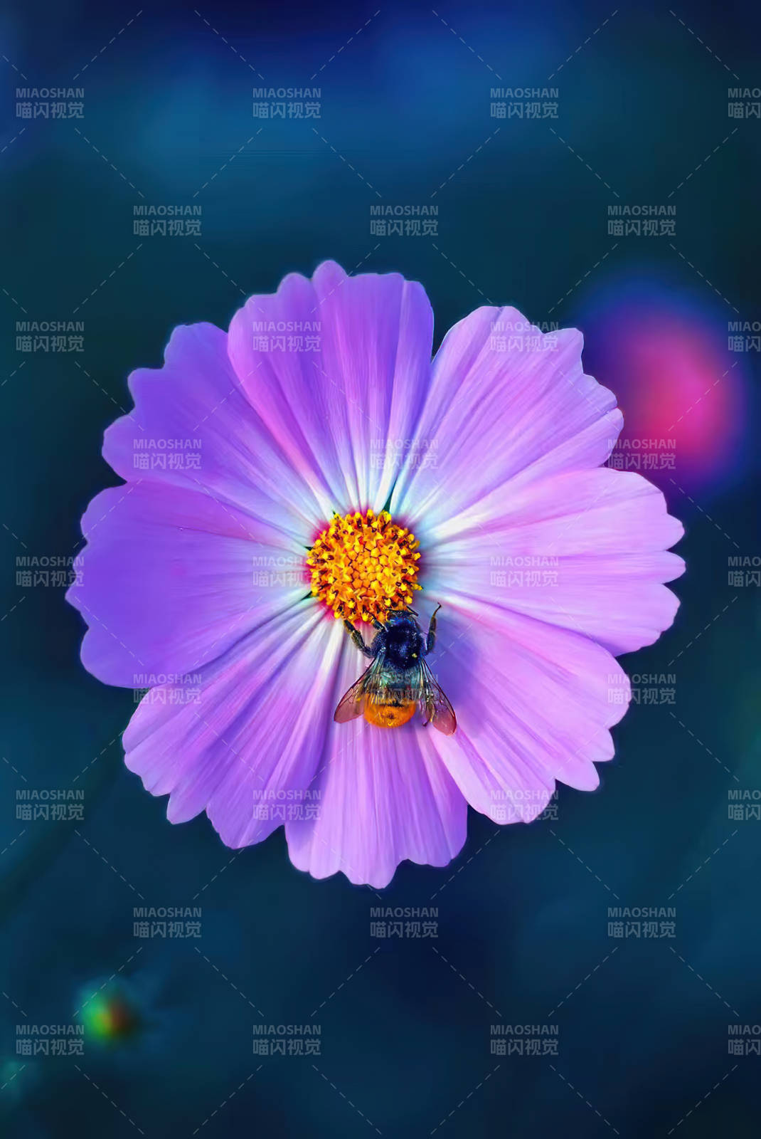 蜂采紫花蜜图片