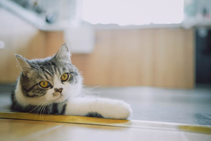 猫咪凝视远方图片