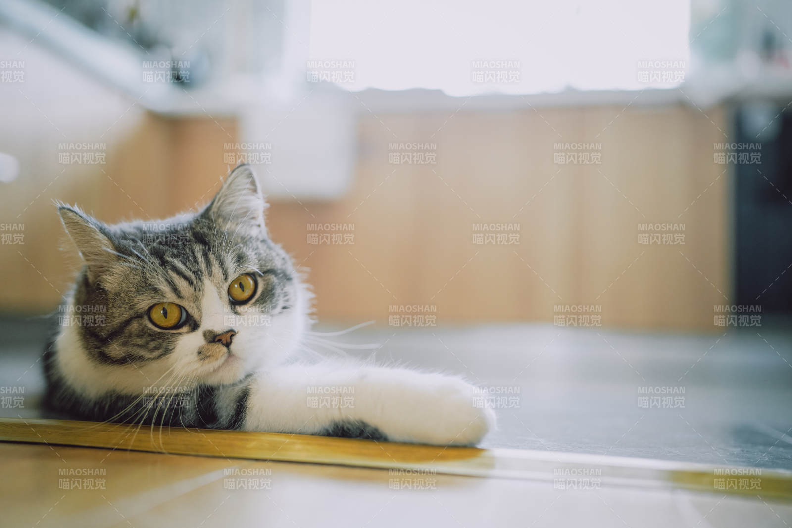 猫咪凝视远方图片