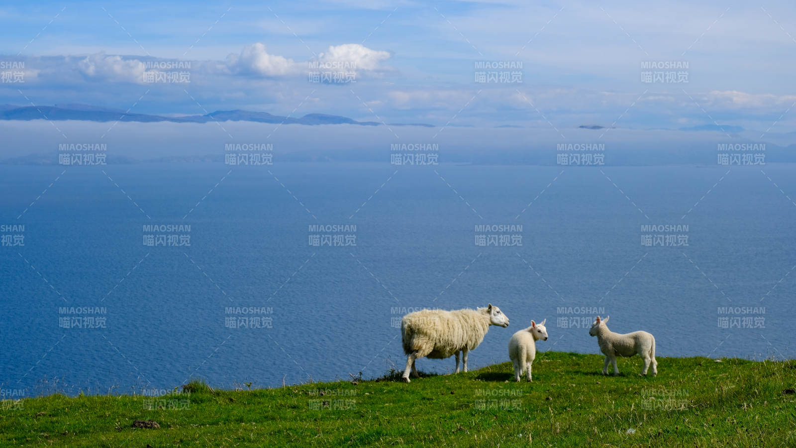 苏格兰高地海岸边的羊群图片