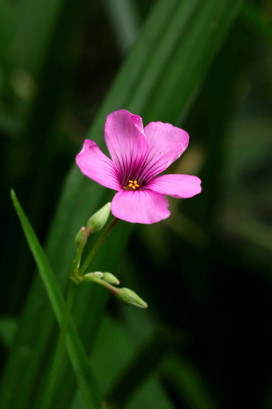 粉花绽放绿叶间图片