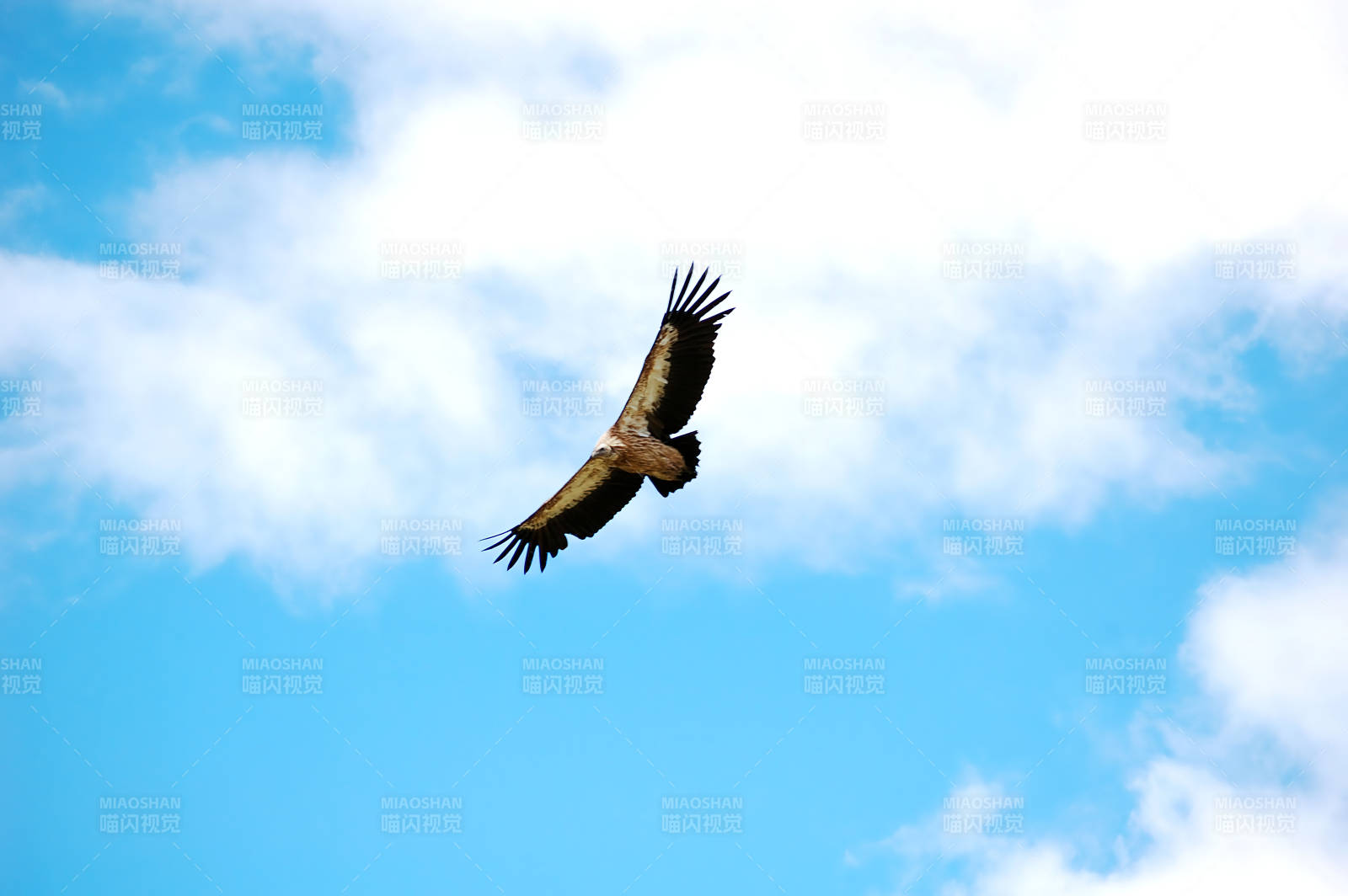 雄鹰翱翔蓝天图片