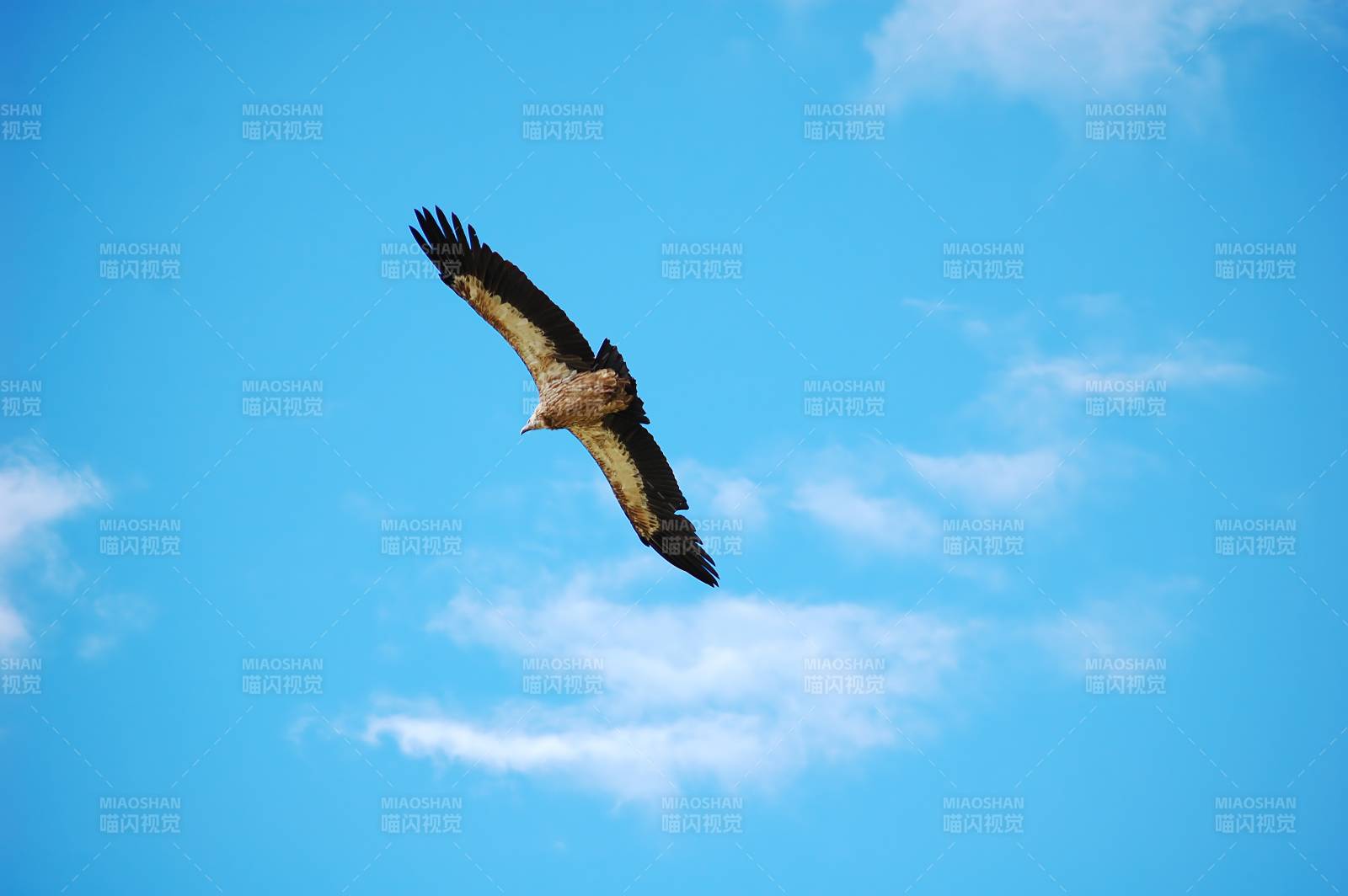 雄鹰翱翔蓝天图片
