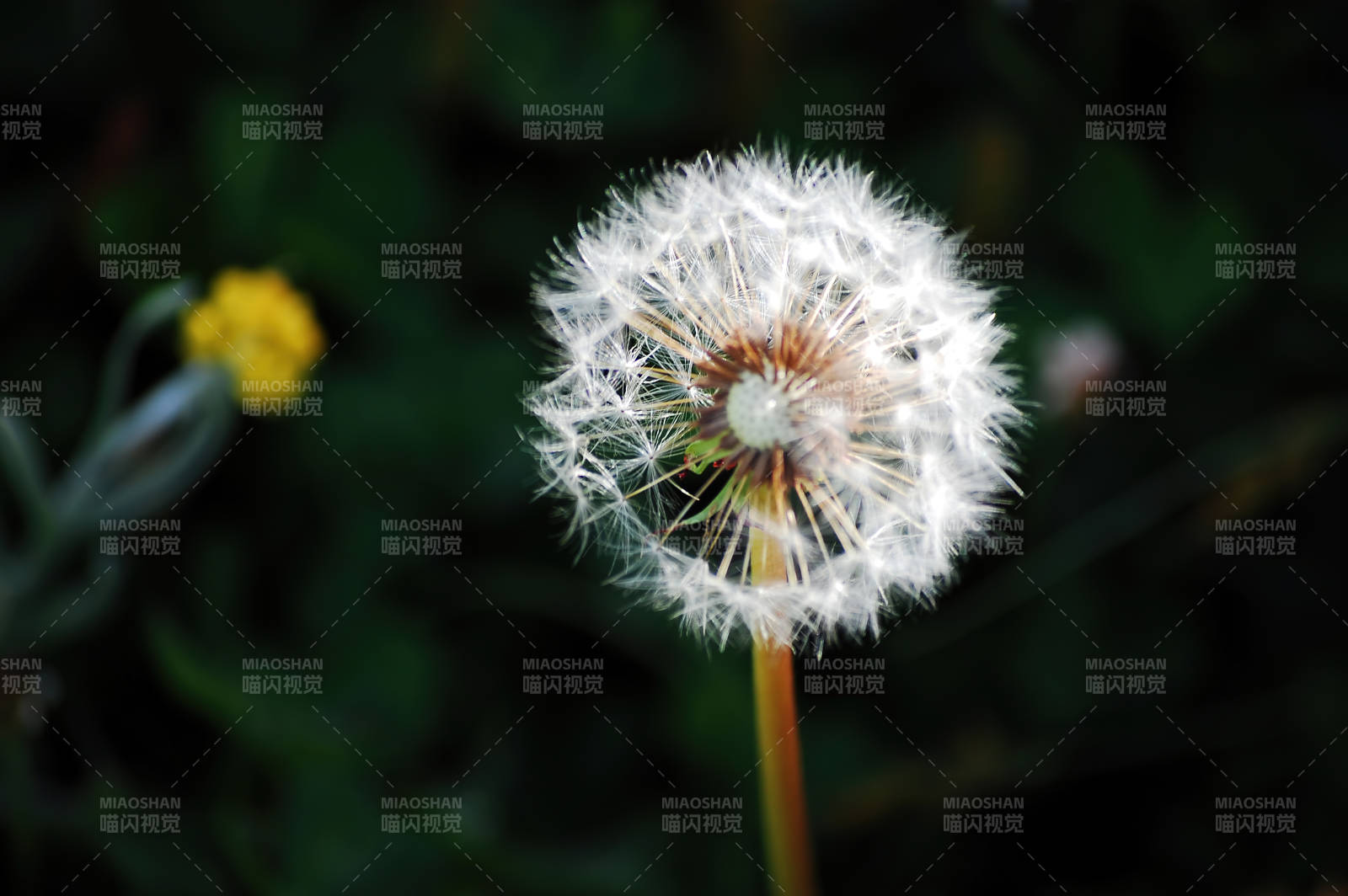 蒲公英的种子头图片