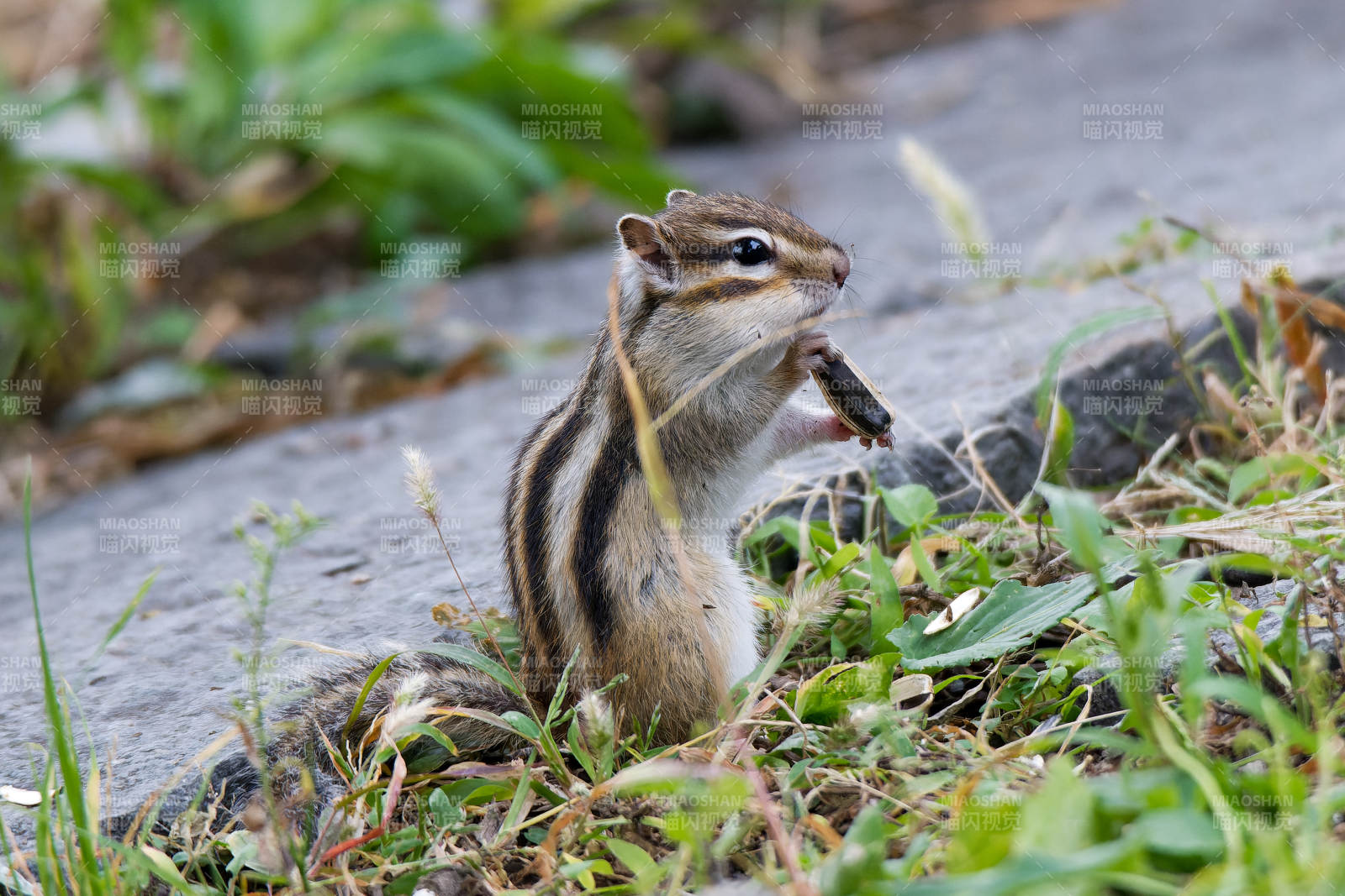 松鼠啃食坚果图片