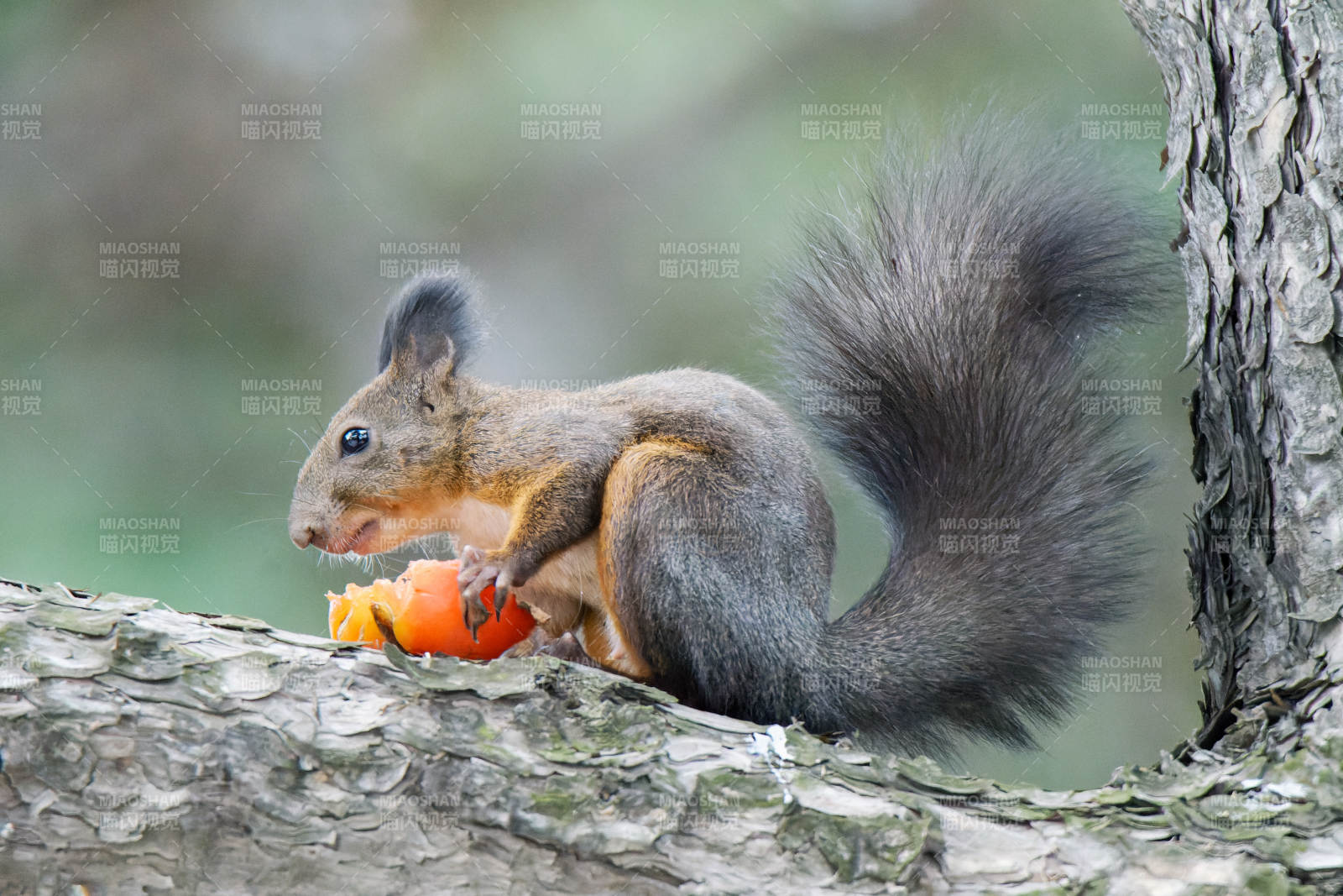 松鼠啃食胡萝卜图片