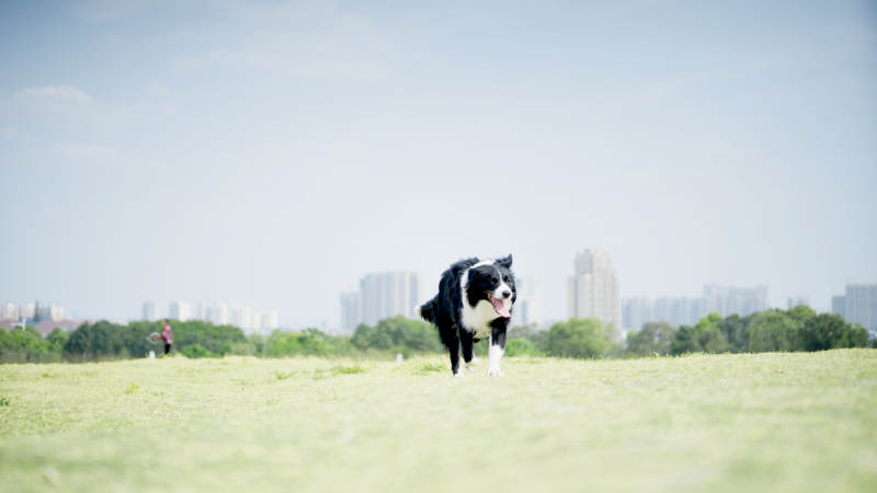 边境牧羊犬跑在草地上图片