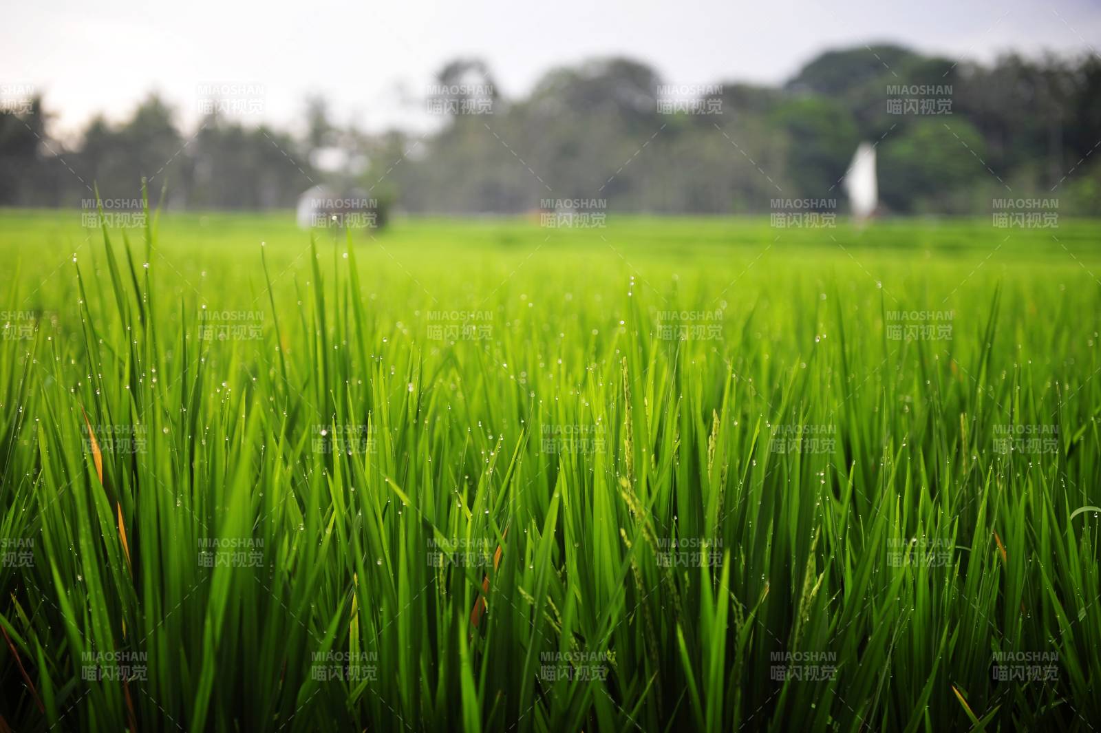 绿意盎然的稻田图片