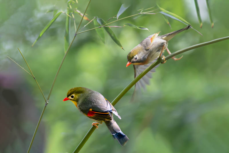 相思鸟栖枝头图片