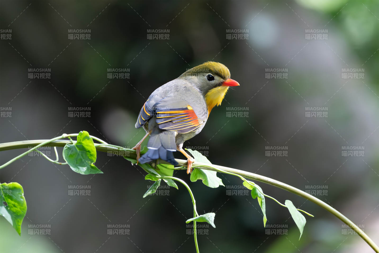 红嘴相思鸟栖枝头图片