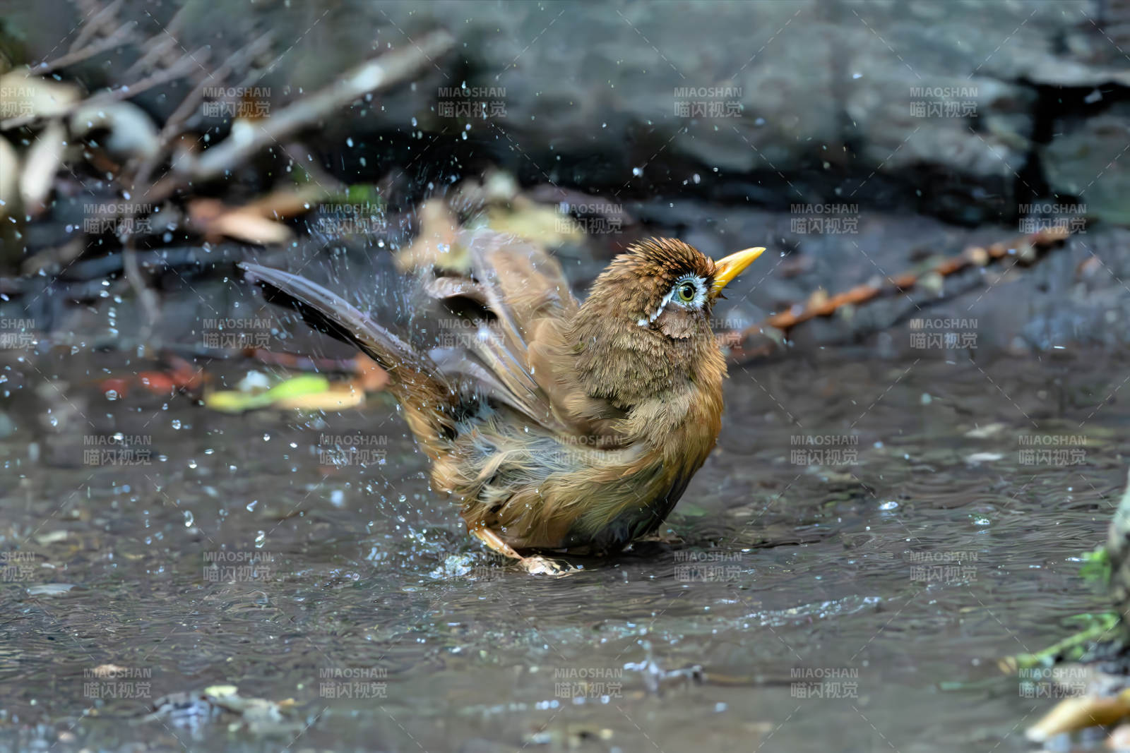 画眉鸟戏水图片