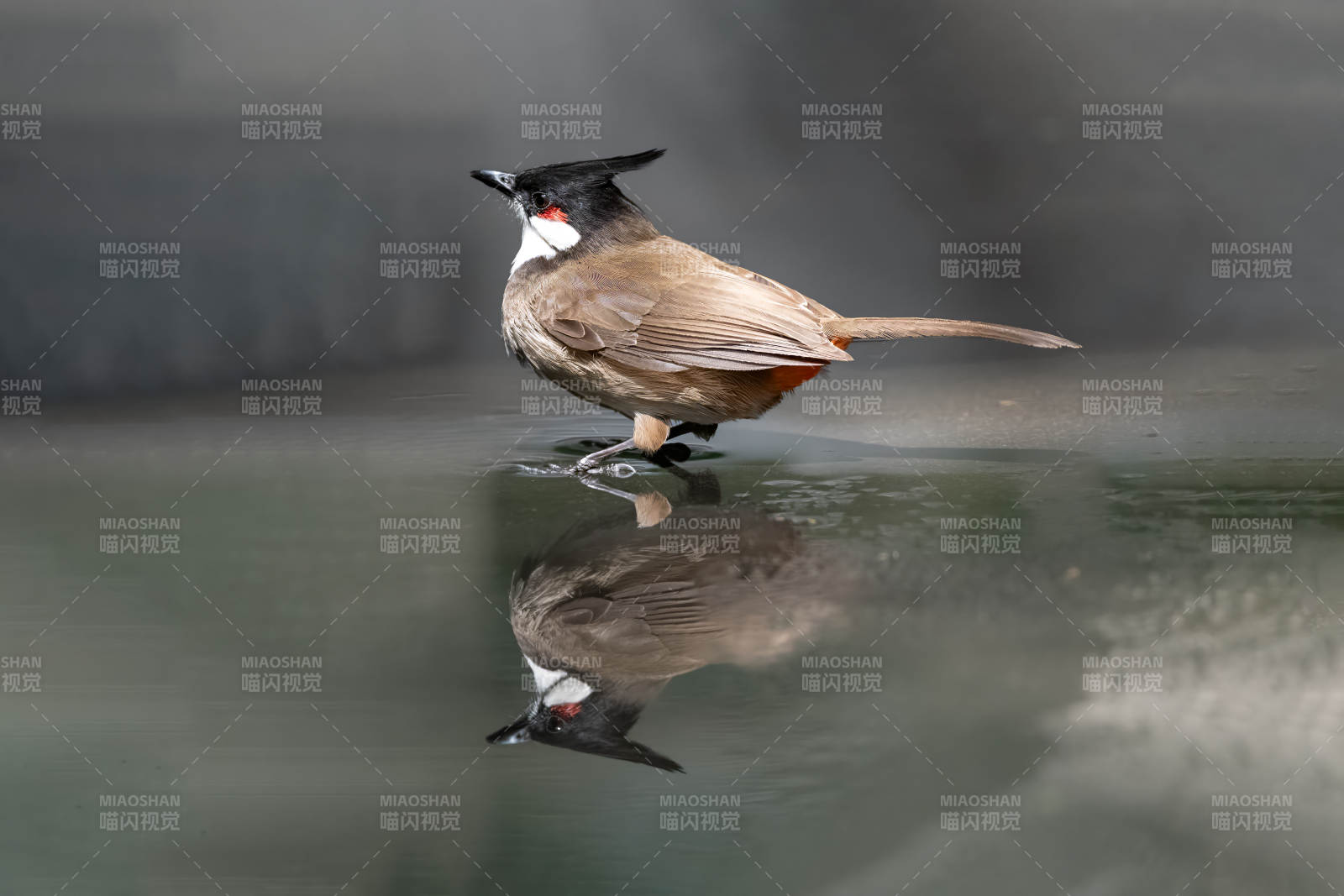 红耳鹎水中倒影图片