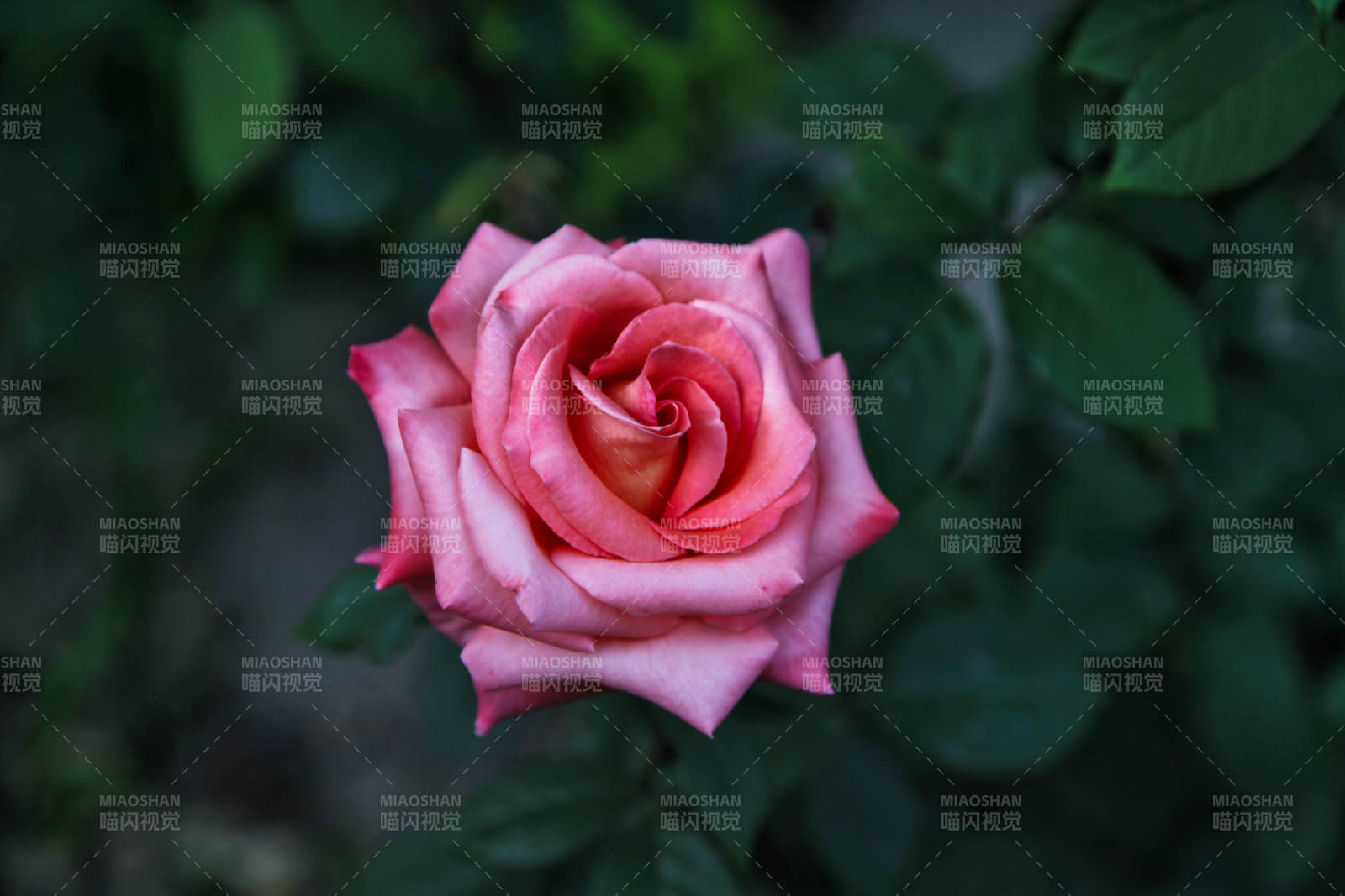 粉红玫瑰绽放图片