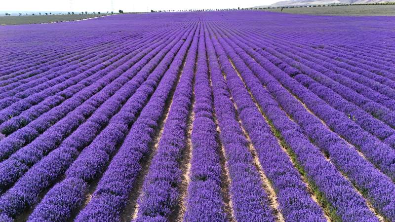 新疆天山花海的薰衣草图片